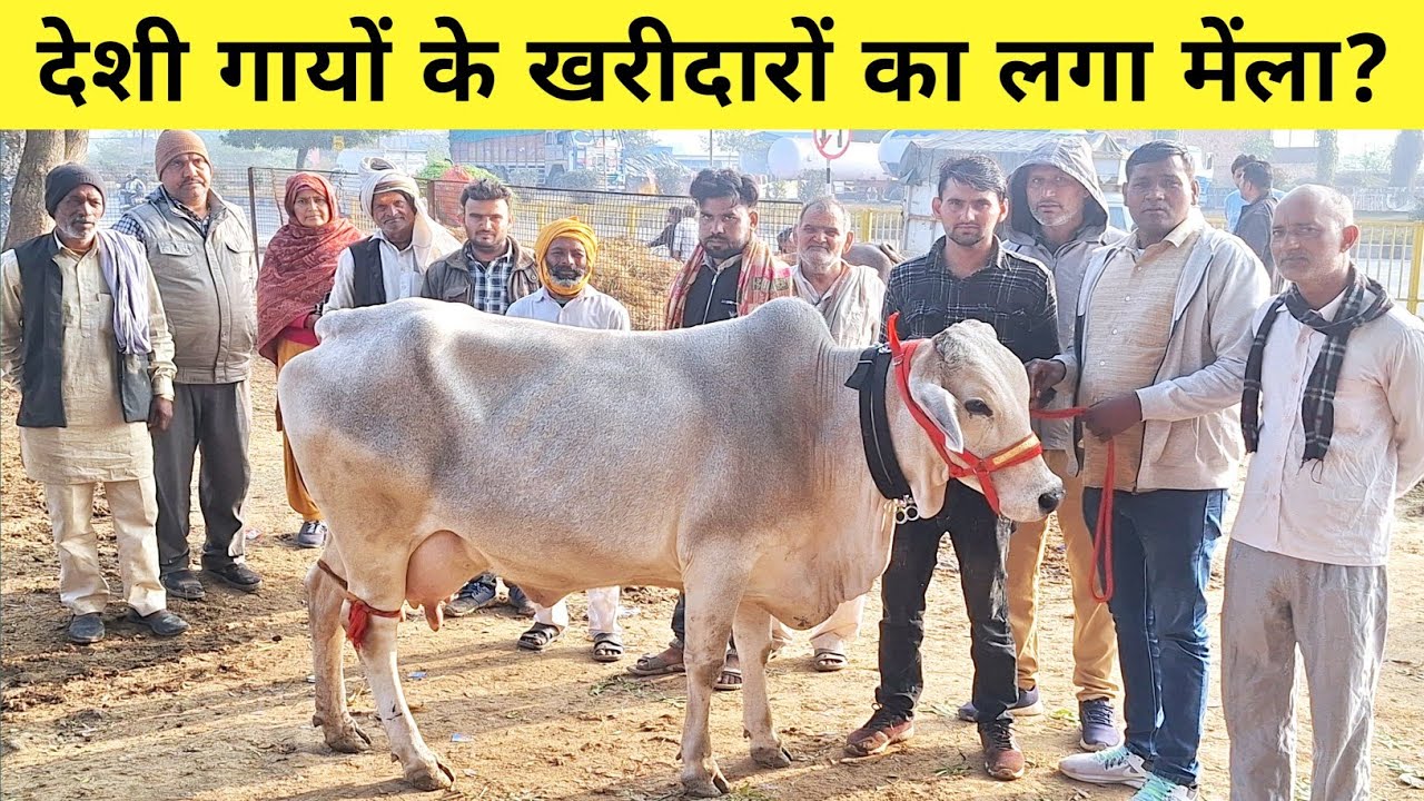 🌳👌 यूपी में राजस्थान से आई गाय yash dairy farm पर उपलब्ध | mathura | sahiwal | desicow | gir