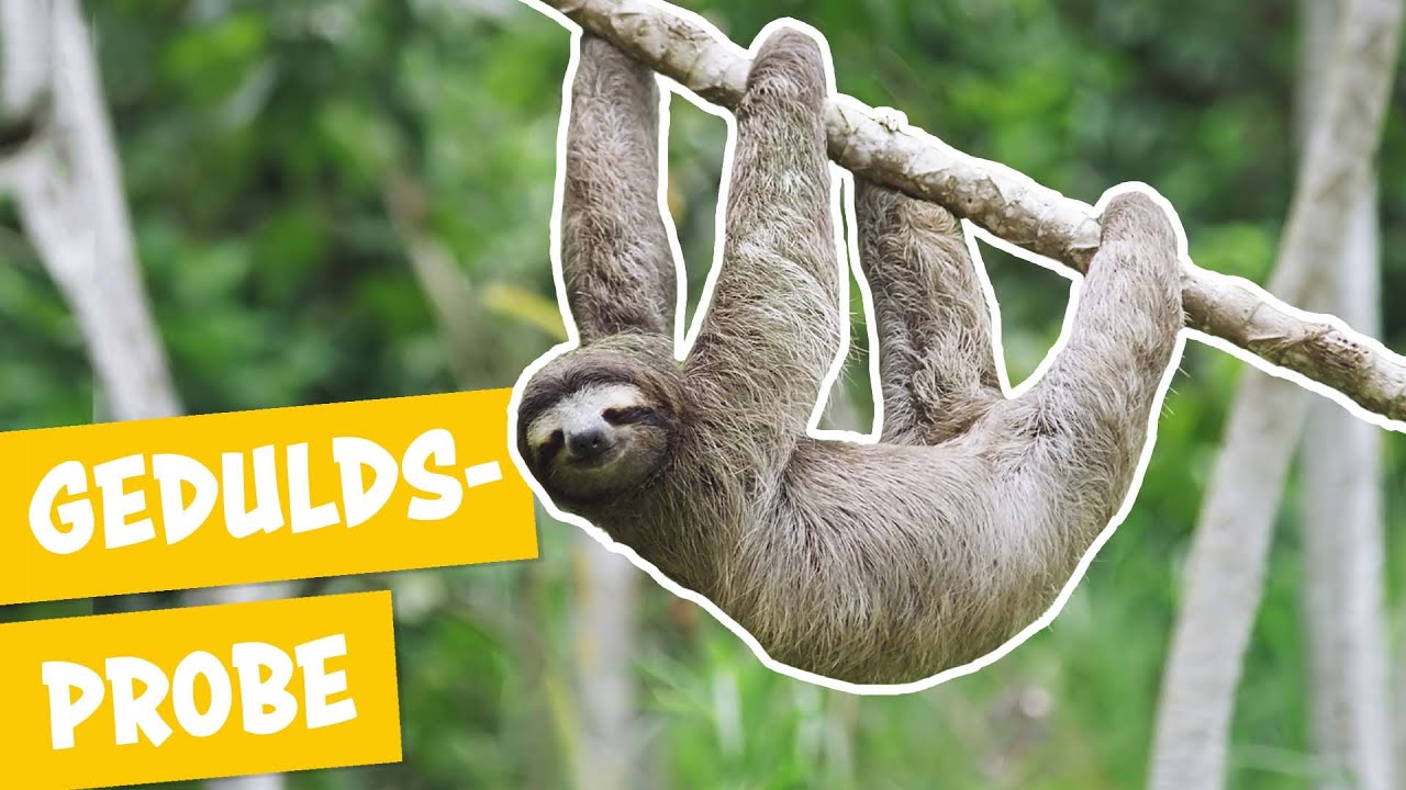 Faul sein wie ein Faultier | Panda, Gorilla & Co.