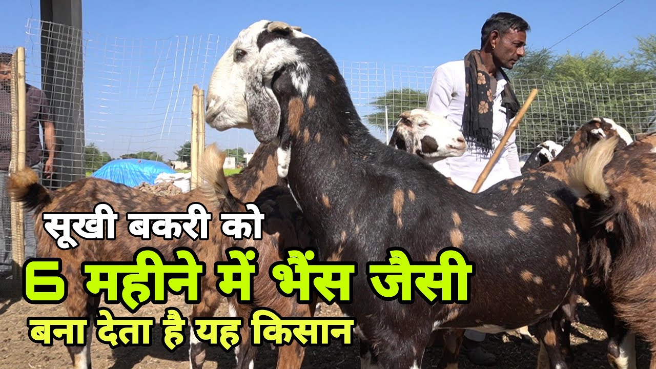 बड़े-बड़े ट्रेनिंग सेंटर भी फेल है इस दिव्यांग किसान के बकरी पालन के सामने | kisan ka goat farming