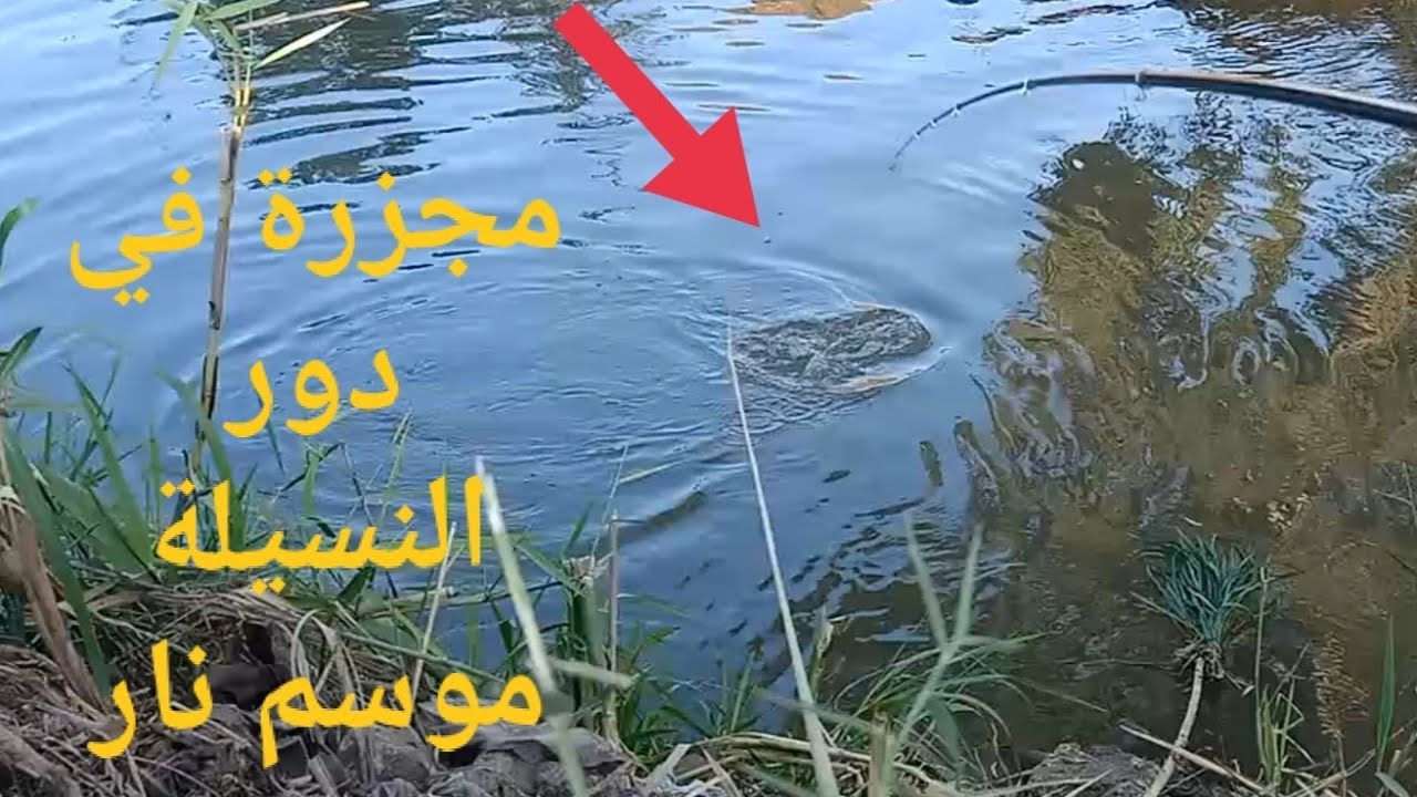 من اقوى الفيديوهات عن صيد النسيلةشاهد المتعة الغمزة المباشرة