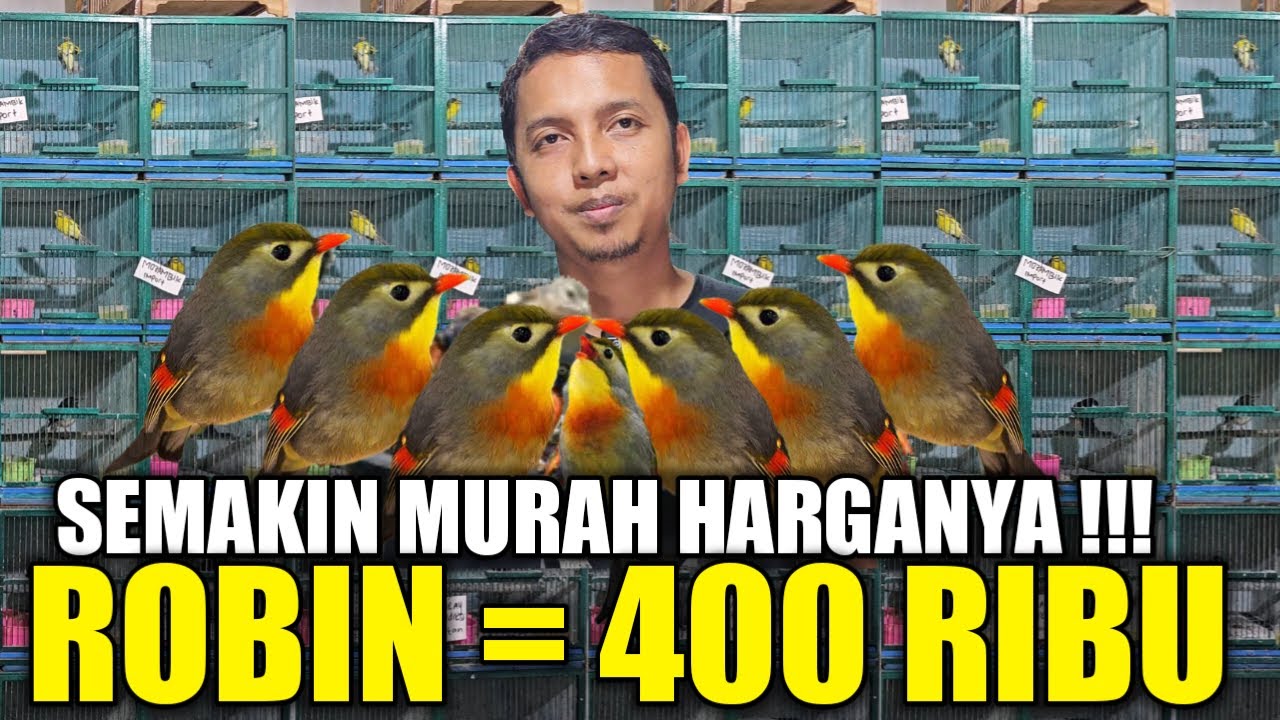 GREBEK ! GUDANG BURUNG IMPORT TERBESAR DIPASAR PRAMUKA PROMO ROBIN CUMA 400 RIBUAN HARI INI
