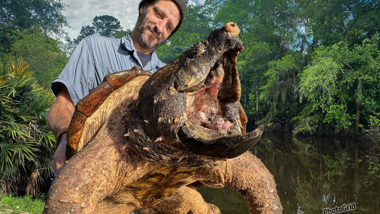 Trapping Alligator Snapping Turtles In BRUTAL August Heat! 🥵
