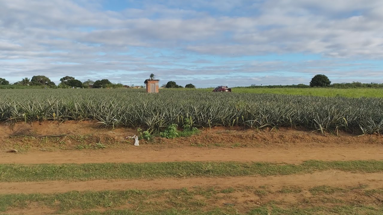 Terreno com 7,5 tarefas para vender na Vila Aparecida Arapiraca, Al dia 24/07/2024 valor 150 mil.