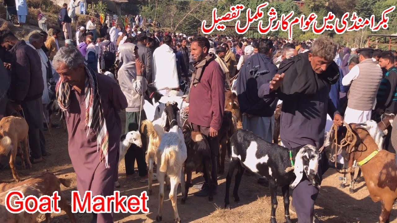 Goat market dongi mandi kotli mirpur pakistan in beetal goats rajanpuri goats |Bakra mandi kotli Ajk