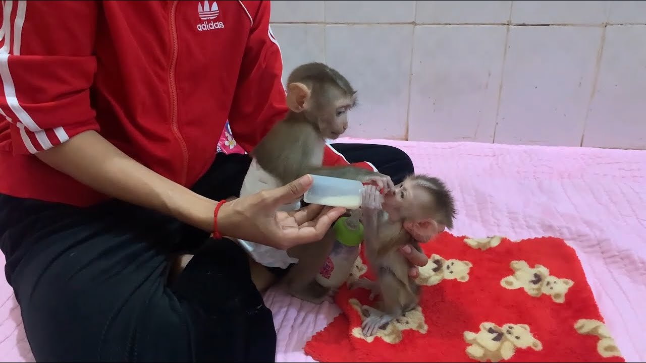 Cute Baby Monkeys Bottle Feeding | Adorable Monkey Moments 🐵❤️
