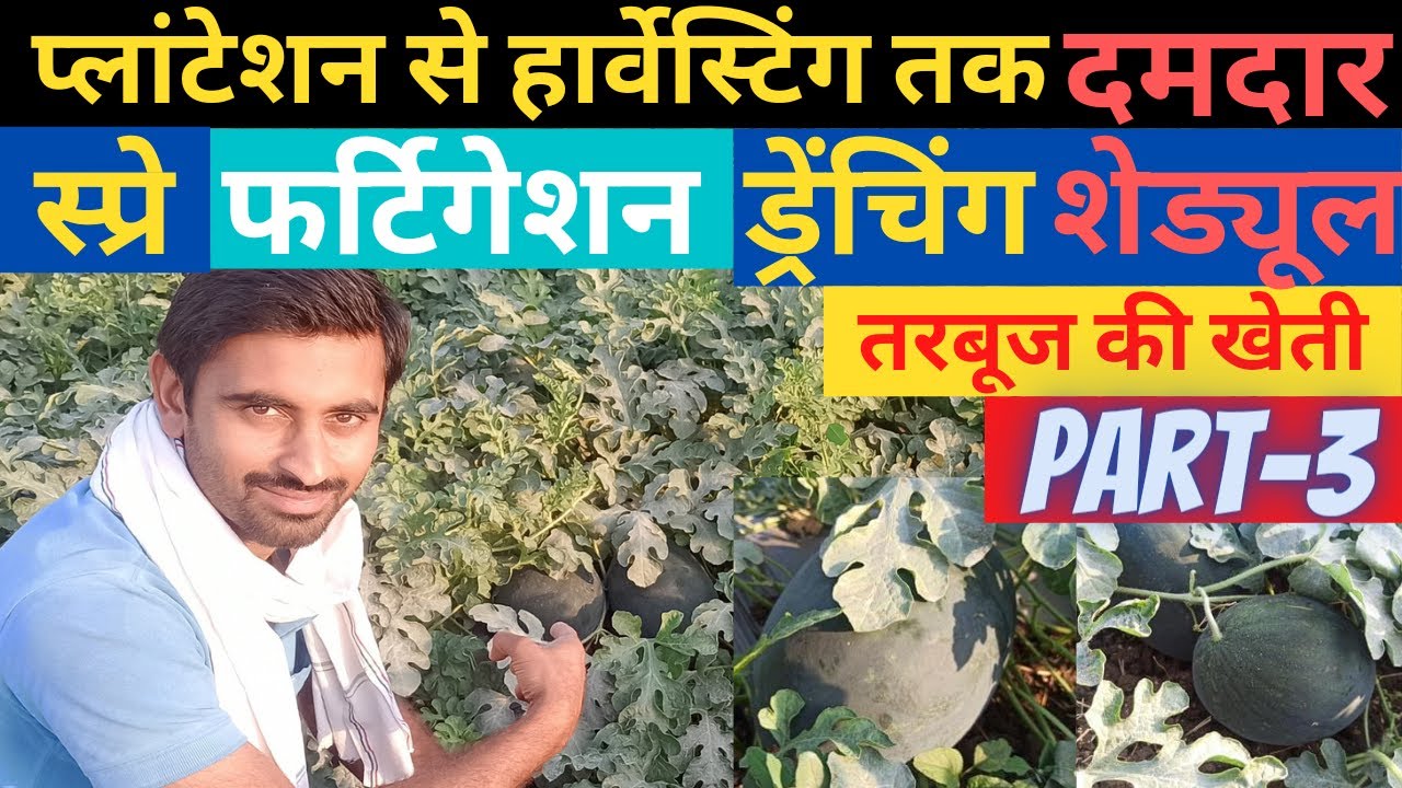 Spray-fertigation-drenching shedule for 🍉🍉watermelon A to Z | Insecticides, fertilizers, fungicides