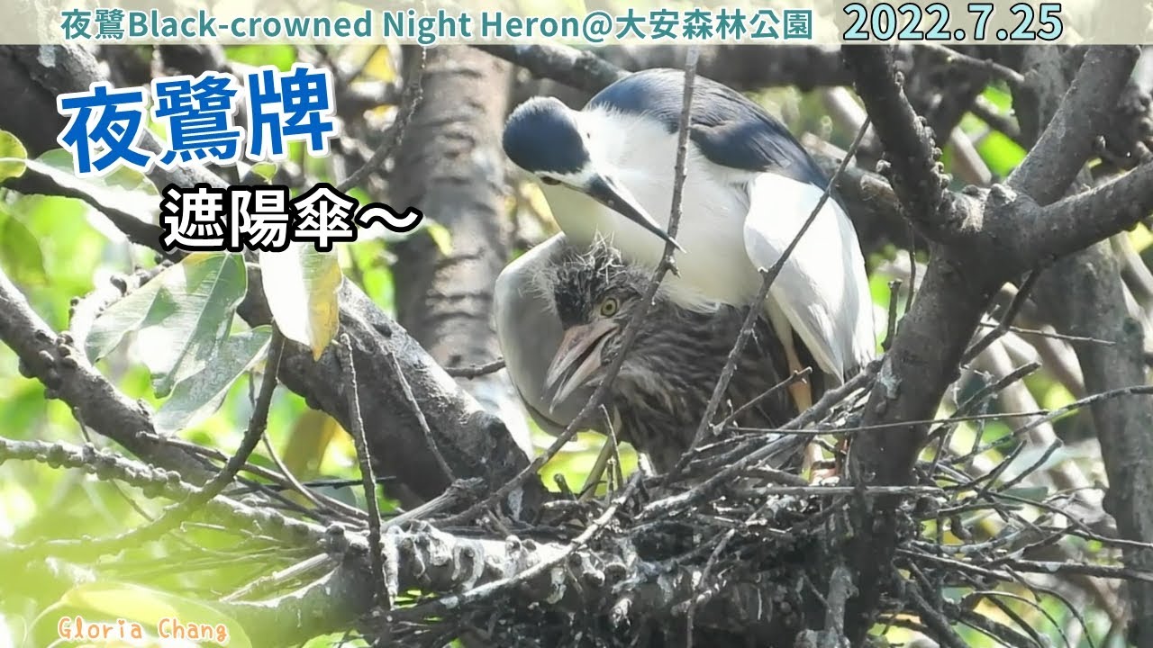20220725 夜鷺牌遮陽傘～【大安森林公園夜鷺Black-crowned Night Heron】