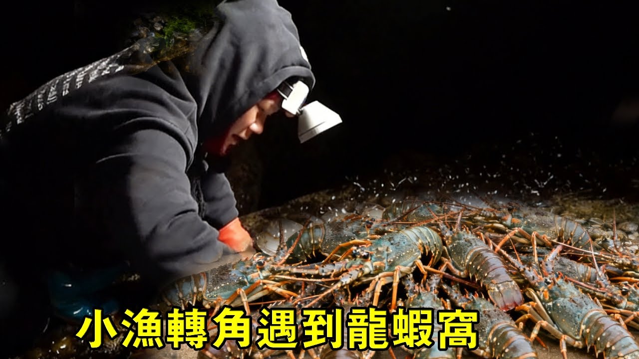 小漁凌晨趕海運氣驚人，轉角遇到龍蝦窩，竟還有白色大石斑魚【漁小仙】