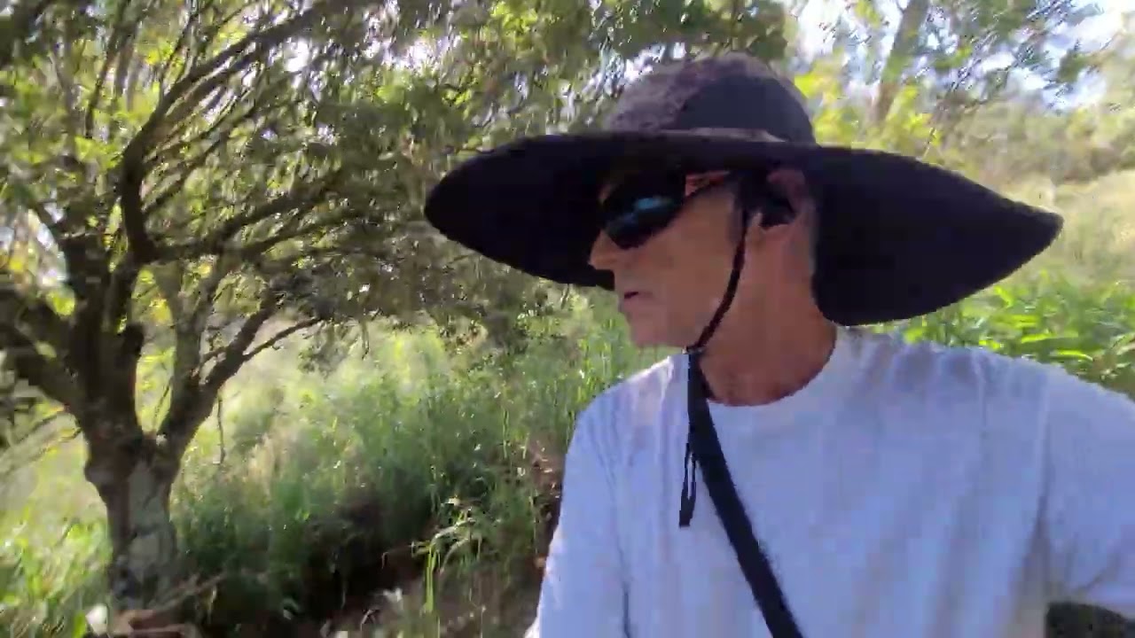 Clearing Giant Guinea Grass Along a Fence Line | Weedeating on the Big Island of Hawaii
