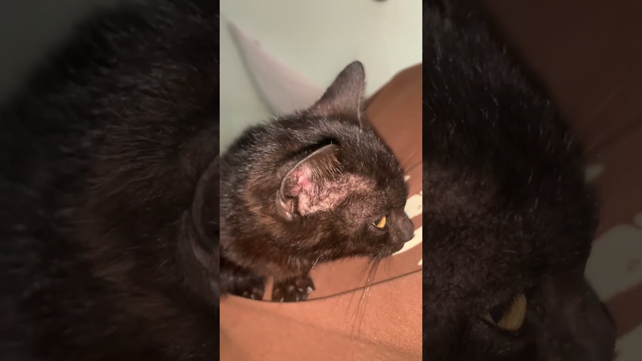 Black Cat Close-Up in the Wild – Ultra HD 4K 60FPS | Natural Sound