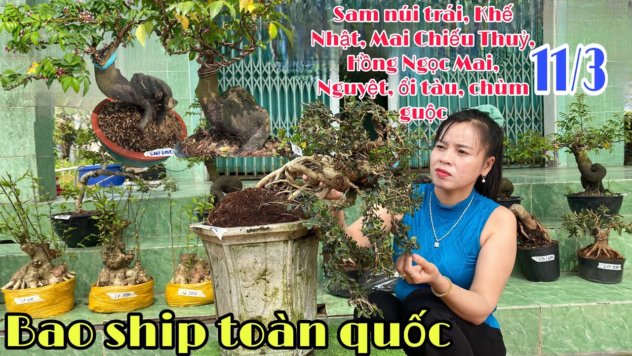 Mai Chiếu Thuỷ, Khế Nhật, Hồng Ngọc Mai, Ổi Tàu Chùm guộc, Nguyệt (chào bán 11/3) vườn Trung Hiếu 