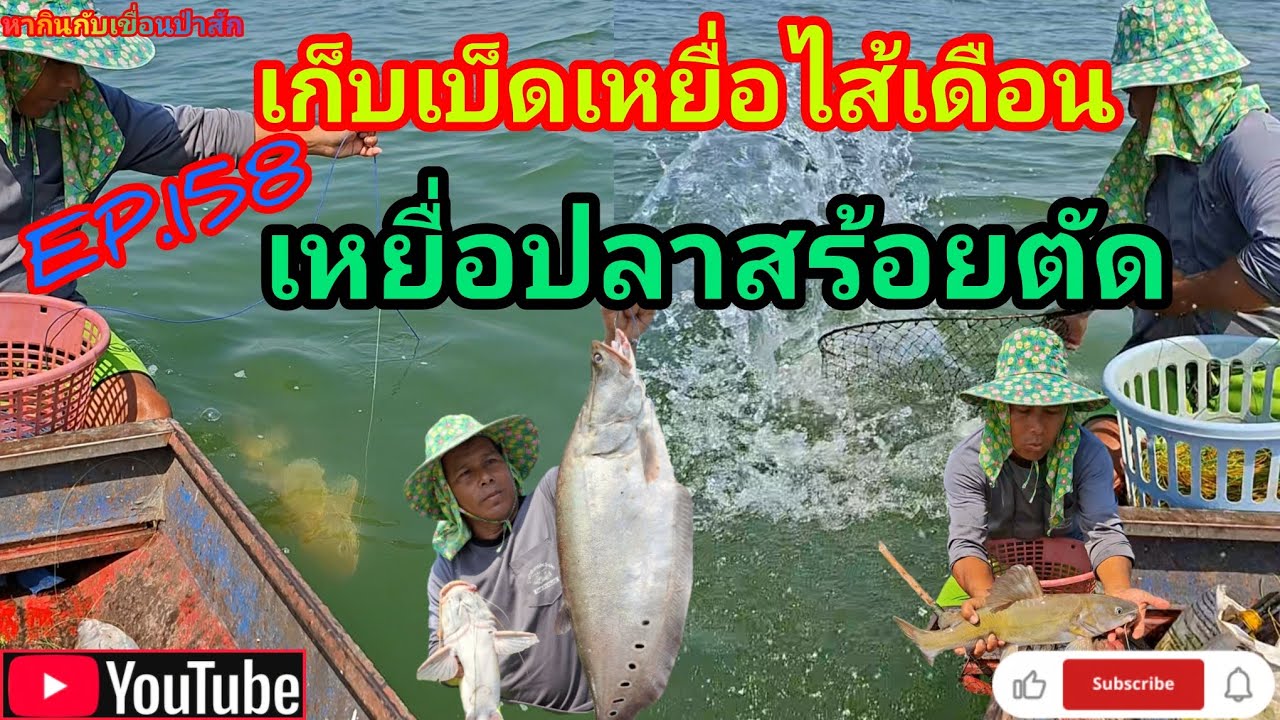 EP.158 เก็บเบ็ดเหยื่อไส้เดือนกับเหยื่อปลาตัด #fishing #เบ็ดราว #นั่งเรือตกปลา #หากินกับเขื่อนป่าสัก 