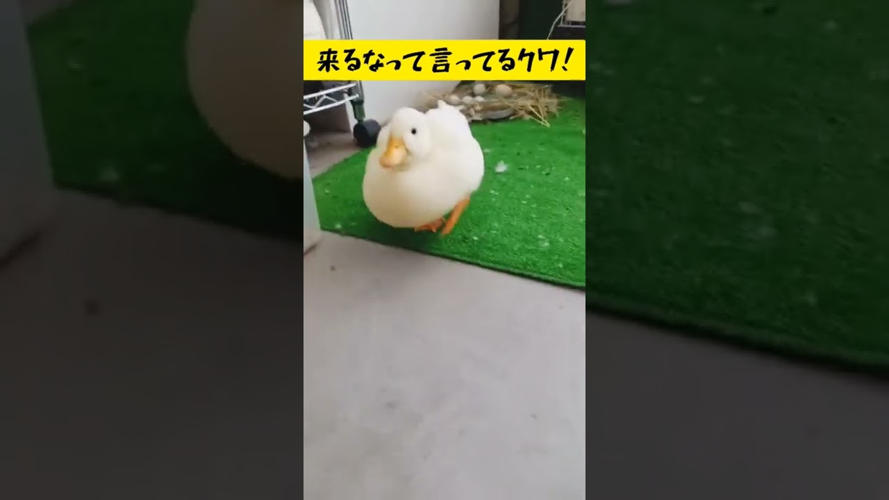 ブチ切れアヒルが超可愛いかった😂 #コールダック #callduck #shots #アヒル #duck #pato #bebek #抱卵 #incubation #lol