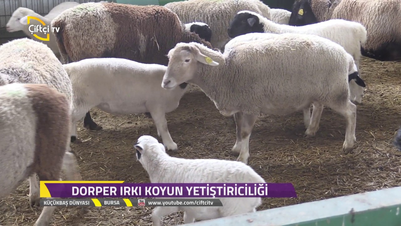 Küçükbaş Dünyası-Dorper Irkı Koyun Nedir?Nasıl Yetiştirilir?