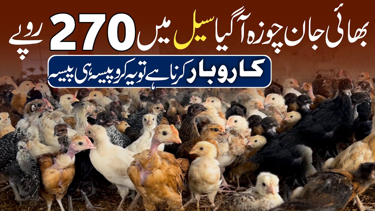 Golden Misri Chuza For Sale In Pakistan | Chuza | Desi Poultry Farm | egg farming in punjab