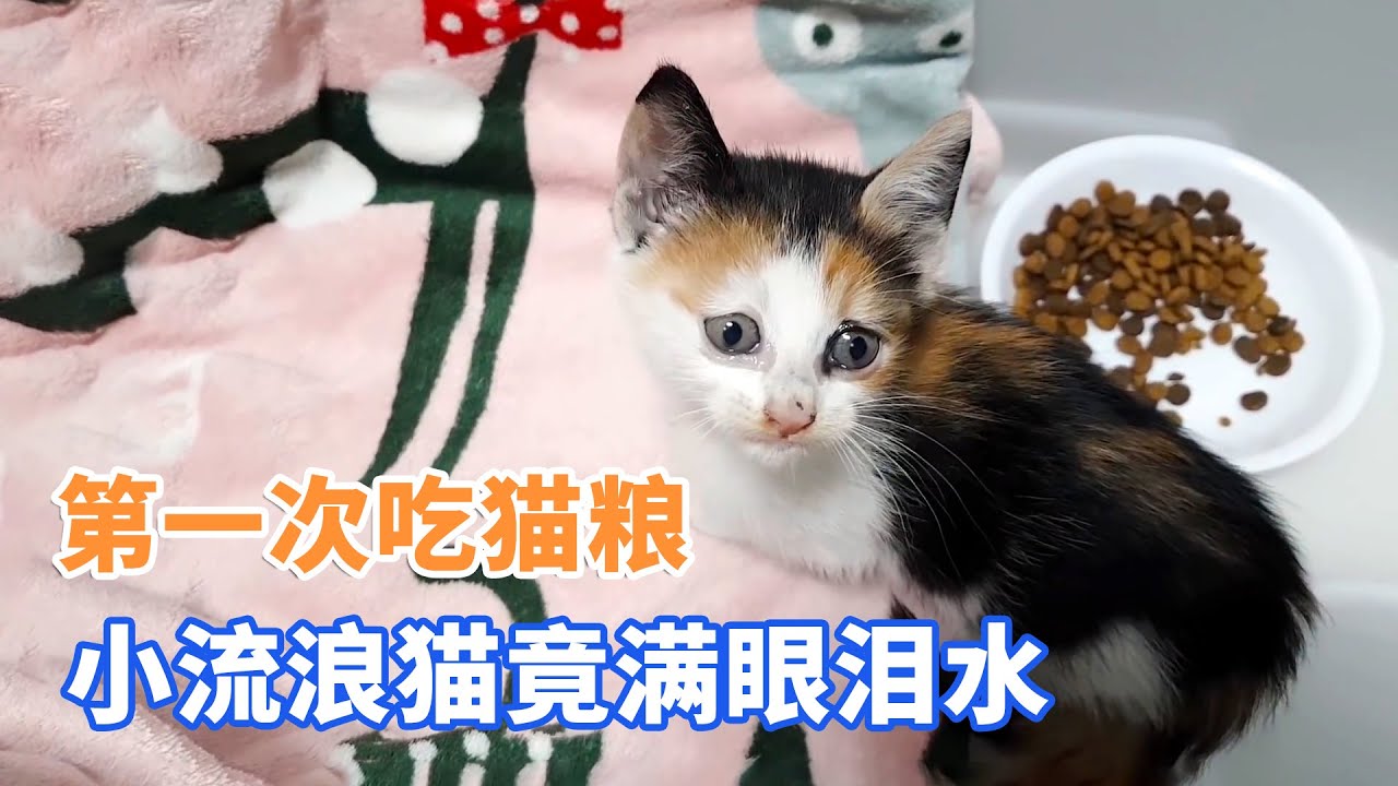 路边捡到的小流浪猫，被宠物猫驱赶，面对猫粮，它边吃边落泪
