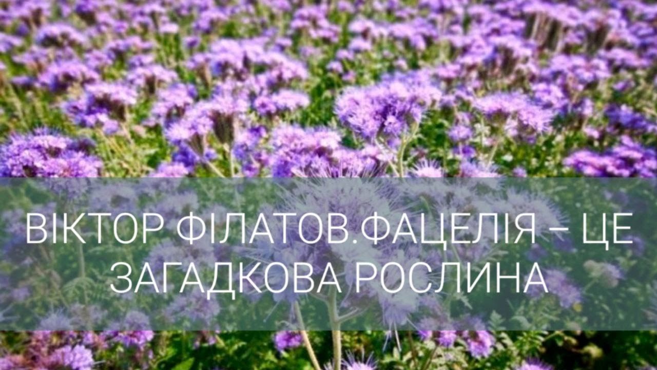 ФАЦЕЛІЯ - ЦЕ ЗАГАДКОВА РОСЛИНА. Віктор Філатов