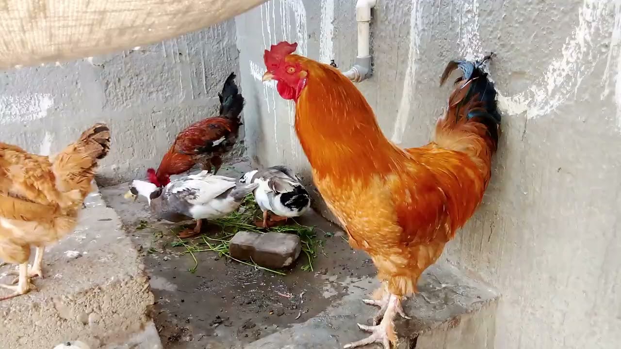Hamara murga murgi hamare Agni 4 vah ladkiyan kar rahi hai 🐓🦃😜