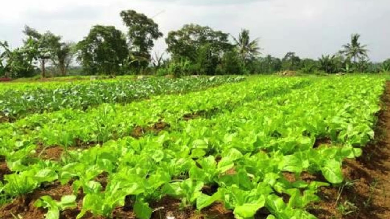 Use derivative to find the optimal planting density that maximizes yield per square meter.