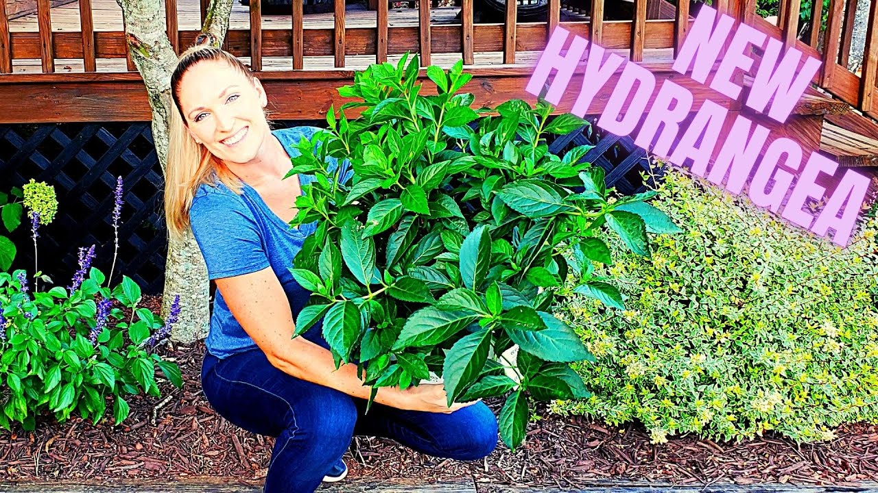 New Type Of Hydrangea | Fairytrail Bride® Cascade Hydrangea | Hybrid Proven Winners