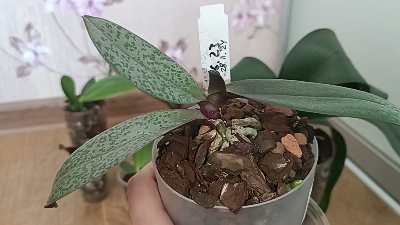 НУЖЕН ВАШ СОВЕТ!🧐 активность роста🌿орхидеи после адаптации 