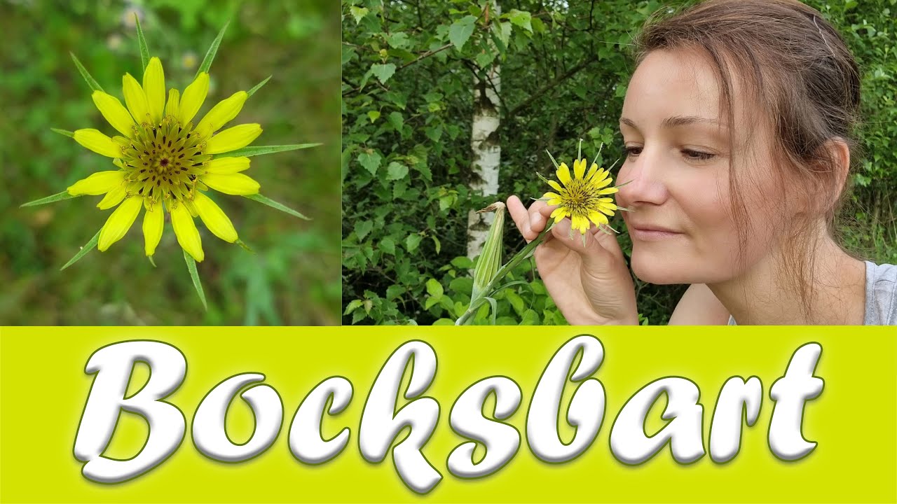 Wiesenblumen entdecken: Großer Bocksbart + Wiesenbocksbart mit Steinmalerei 