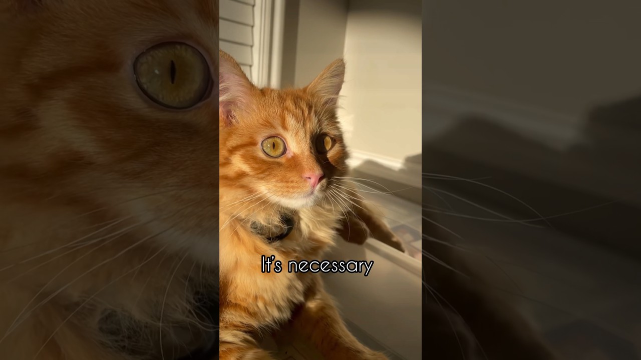 Pickles is very good at self-care😻#cats #catvideo #selfcare #happiness #mrpickles #selfcaretips