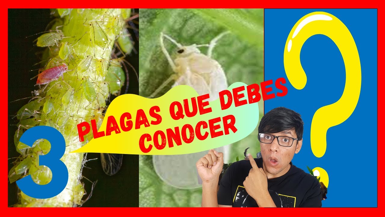 Cómo identificar TRES PLAGAS comunes en huerto y jardín/ PREVENIRLAS
