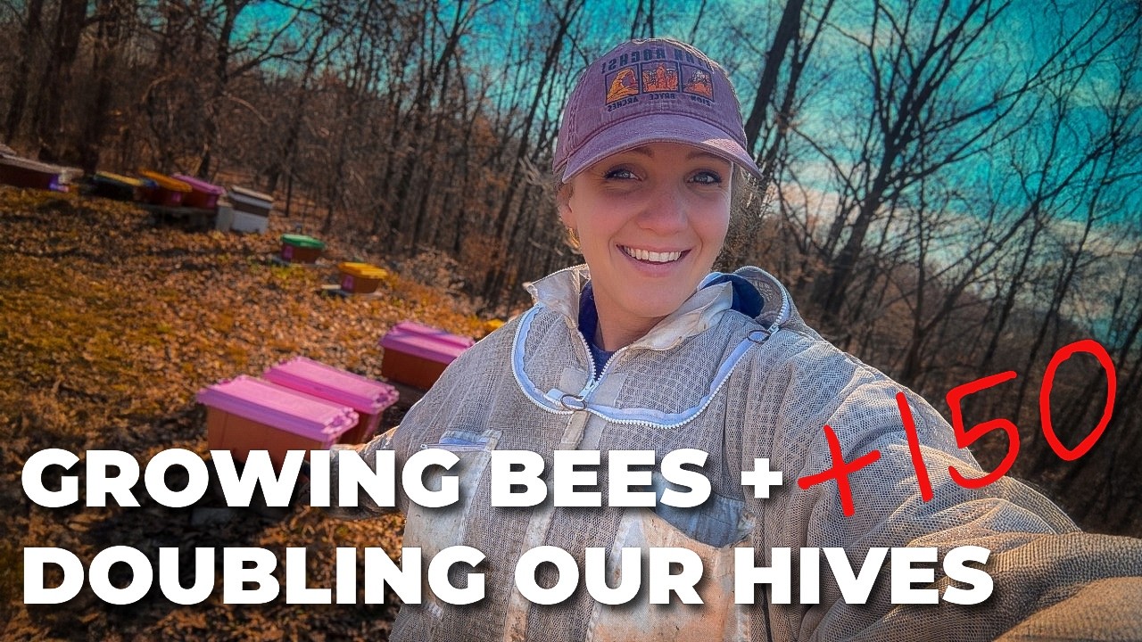 The BEST Time to Split Your Beehives (And How We Doubled Our Colonies) / Beekeeping 101 #beekeeping