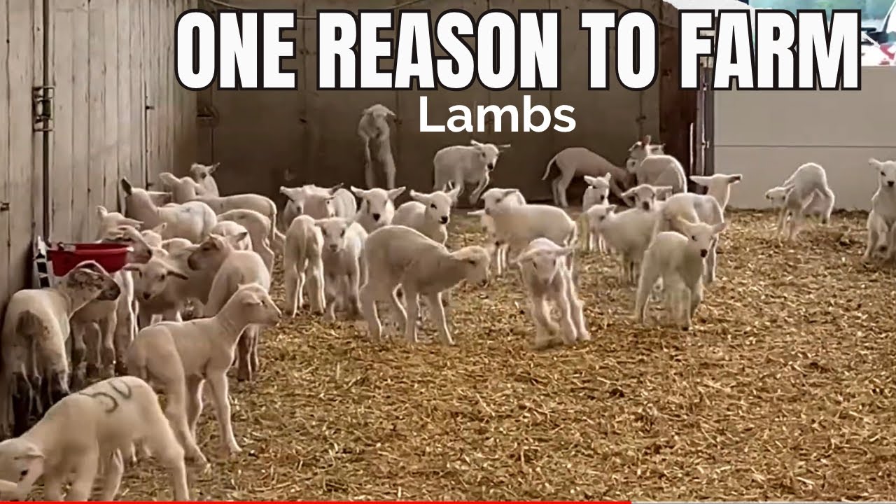 Playful Lambs