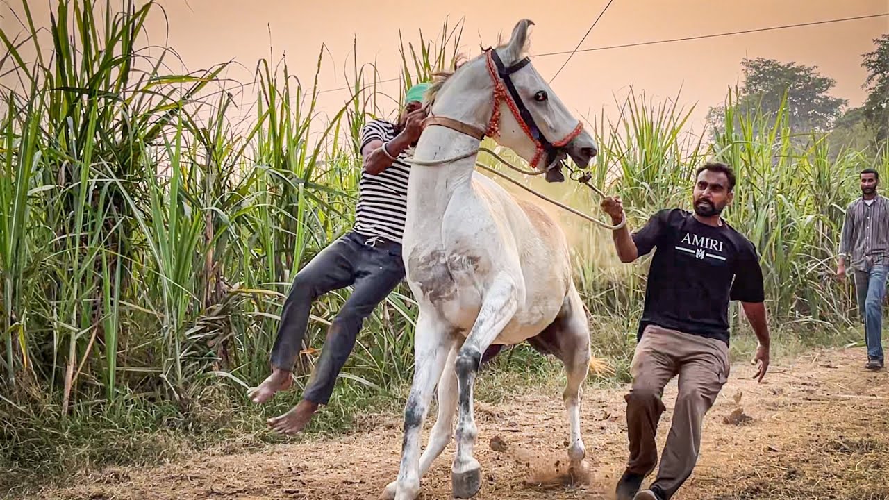 HIGHLIGHTS 2025 | MIXED CLIPS | VIRAL BAREBACK HORSE RACING VIDEOS | MARWARI HORSE LOVERS