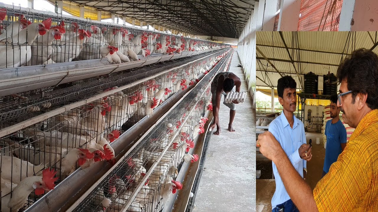 Large Layer Poultry Farm Entire Tour / Biggest Layer Poultry Farm Setup.Part-3