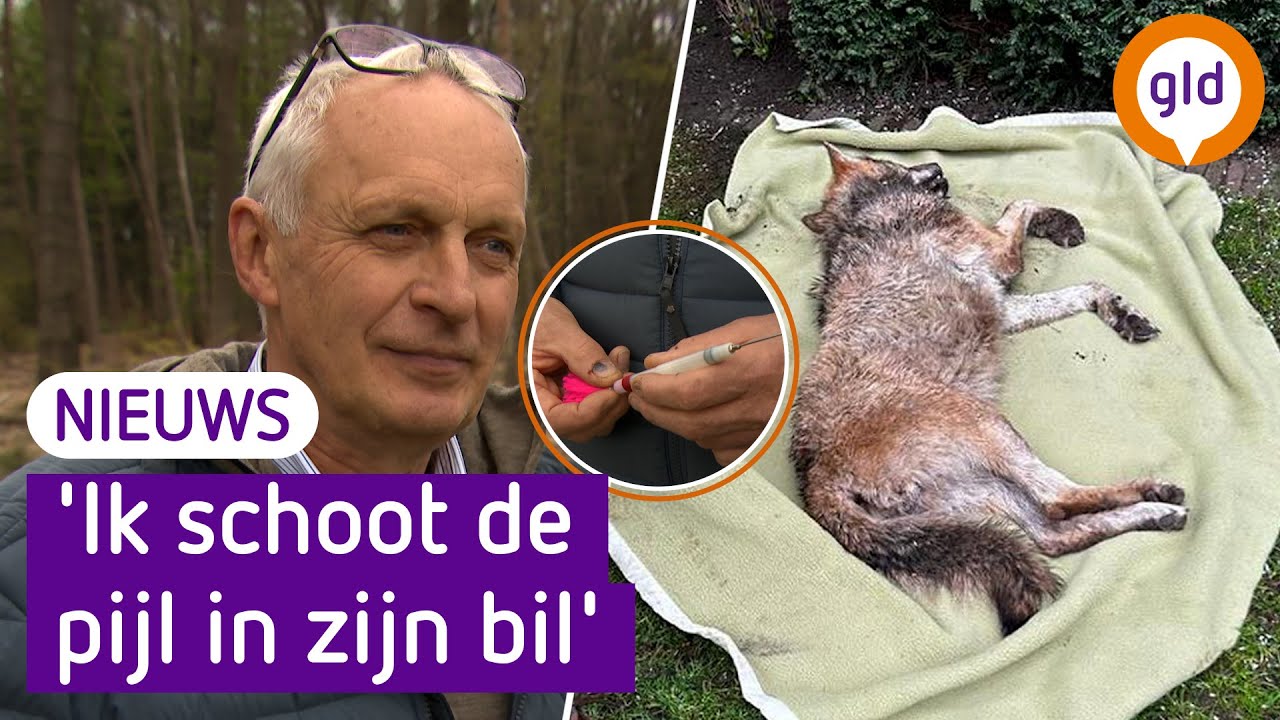 Zo werd de wolf die in een Doetinchemse tuin lag te slapen verdoofd