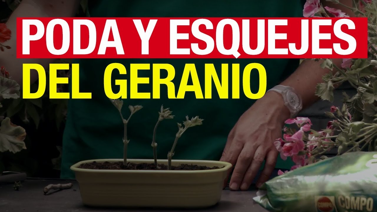 Poda y esquejes del geranio - COMPO Jardiner&iacute;a