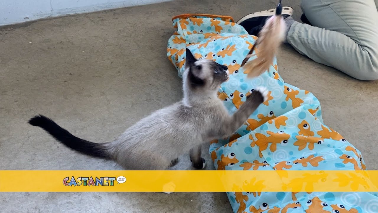 Hundreds of stray cats annually