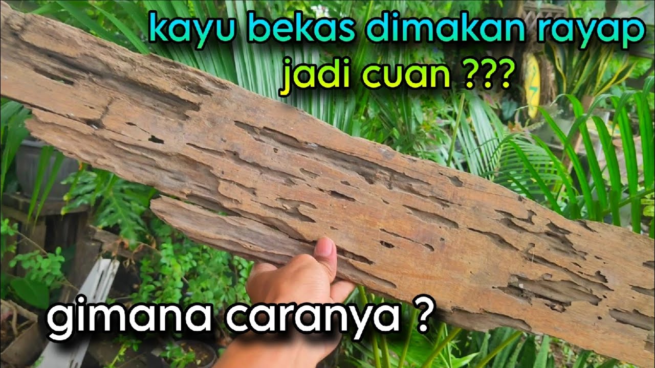 TRIK MENGHASILKAN CUAN BERMODAL KAYU SISA RAYAP ?!