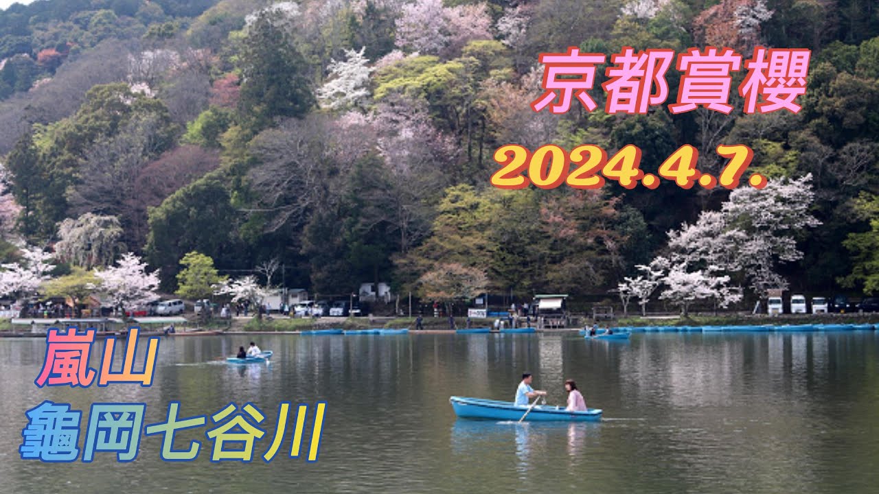 【2024 京都賞櫻】 嵐山 龜岡七谷川 櫻花見頃 嵯峨野小火車賞櫻體驗