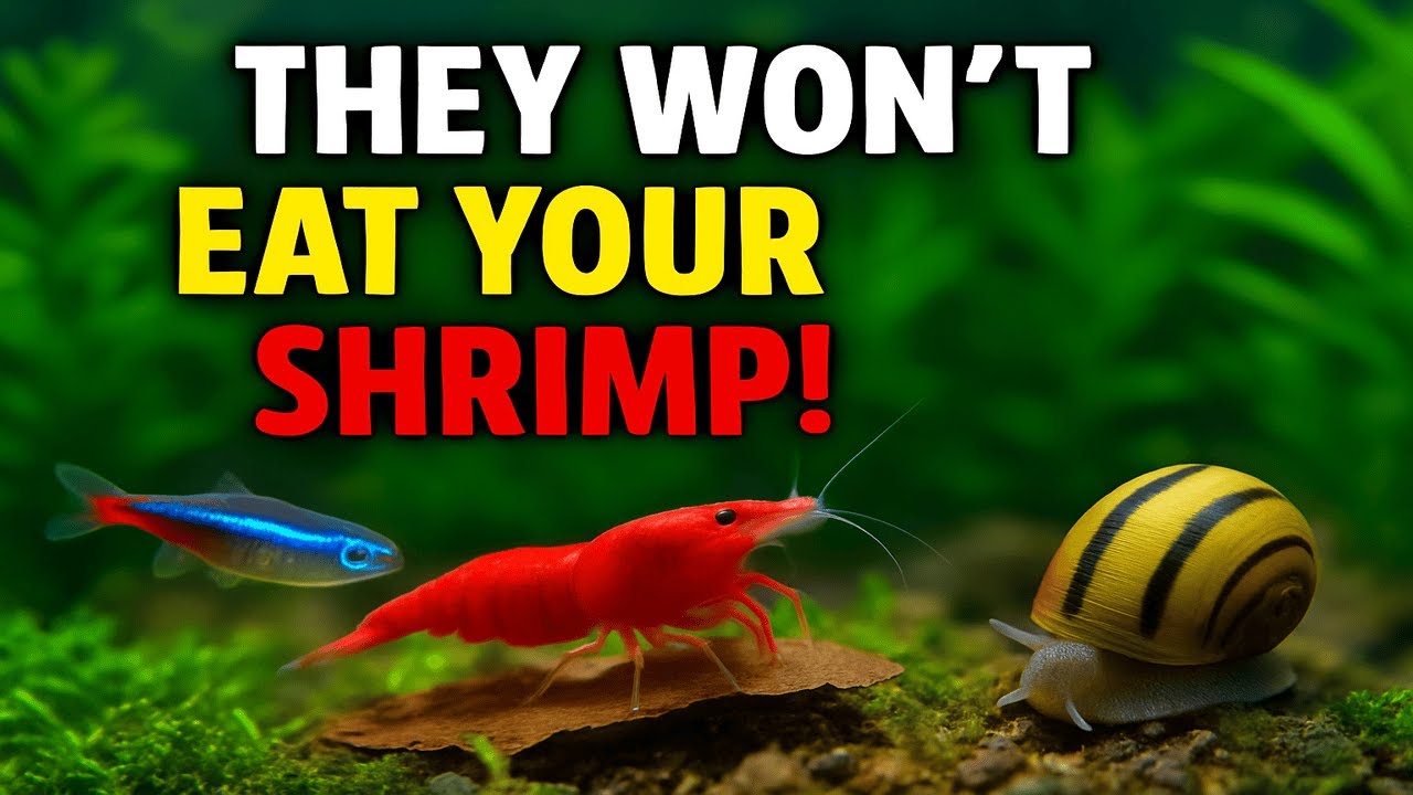 Top 5 Tank Mates That Won&rsquo;t Eat Your Cherry Shrimp