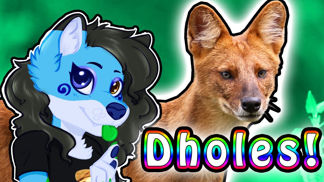 What are DHOLES? 🦊 The Secret Dog! 🐺