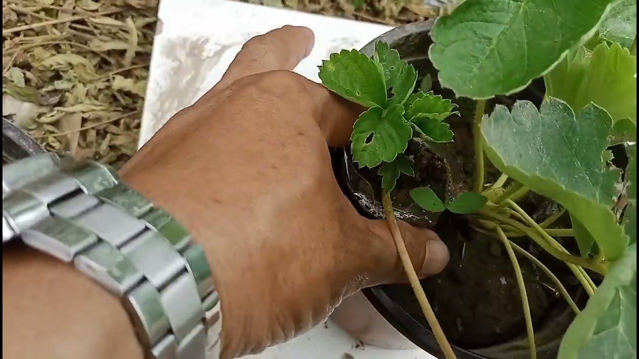 3 VARIETY NG STRAWBERRY MAGANDA ALAGAAN SA LOWLAND|FO BEGINNER|#strawberryinlowland #lukesgarden