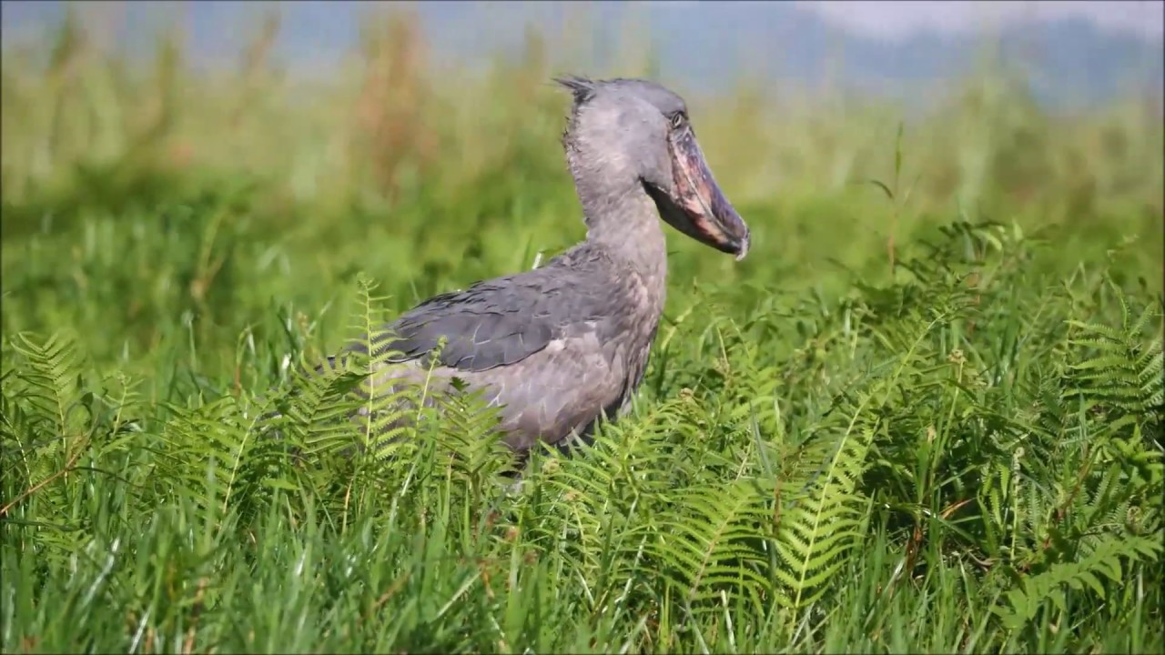 Birds of Uganda