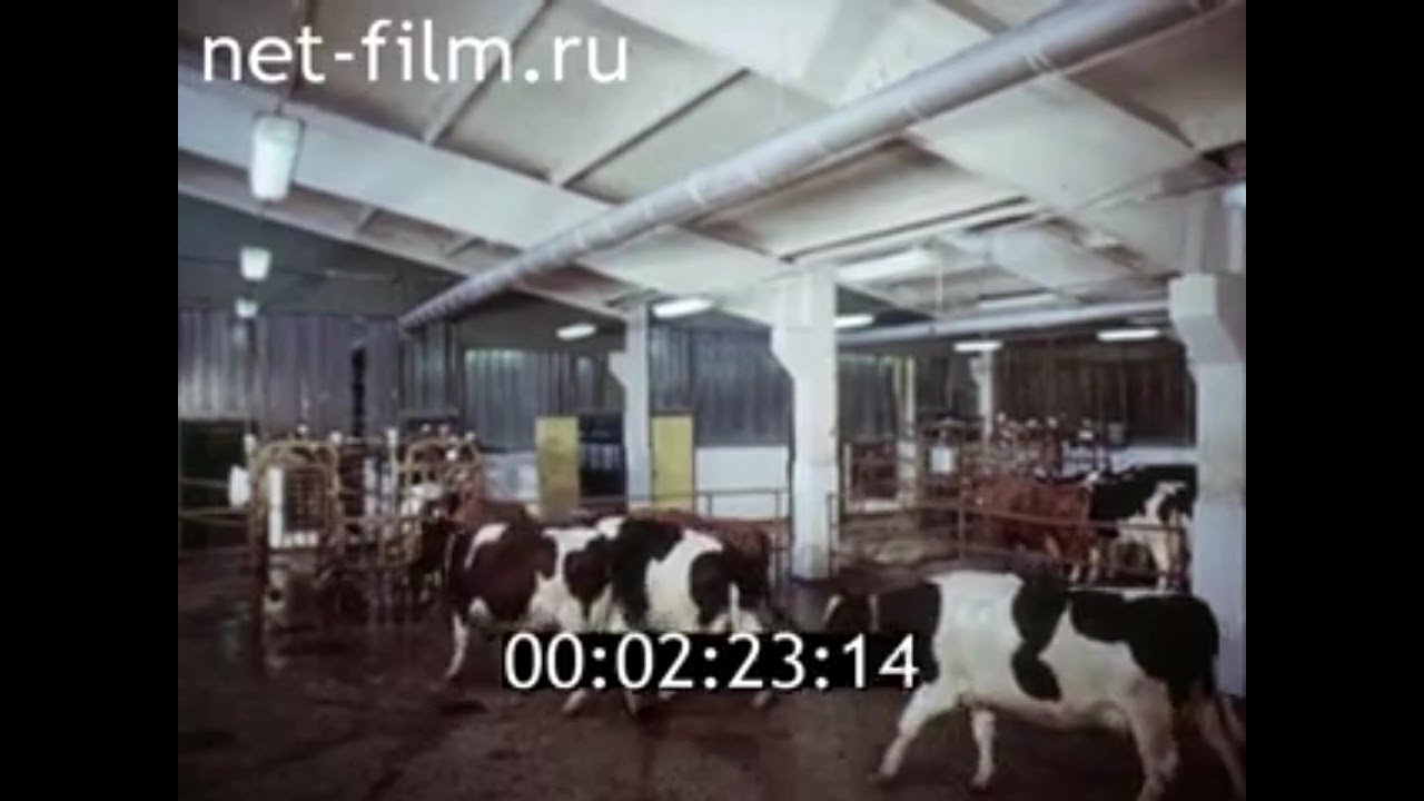 1987г. агрофирма 