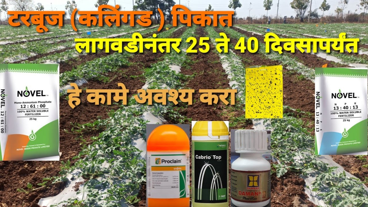टरबूज(कलिंगड )पिकात 25 ते 40 दिवसात करावयाची कामे / ही कामे करा आणि उत्पादन वाढवा watermelon