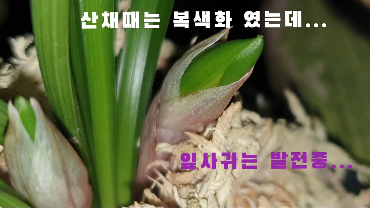 #춘란#산채#복색화?는 발색중?#난초랑