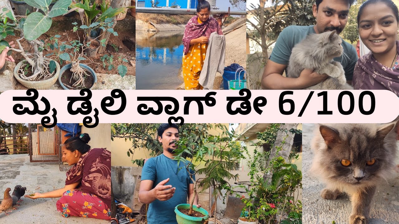 ಮೈ ಡೈಲಿ ವ್ಲಾಗ್ ಡೇ 6/100 || My daily vlog day 6/100 /ಪ್ಲೇಯಿಂಗ್ ವಿಥ್ ಟಾಮ್ ಅಂಡ್ ಬರ್ಡ್ಸ್ 🕊️/ಕನ್ನಡ ವ್ಲಾಗ್