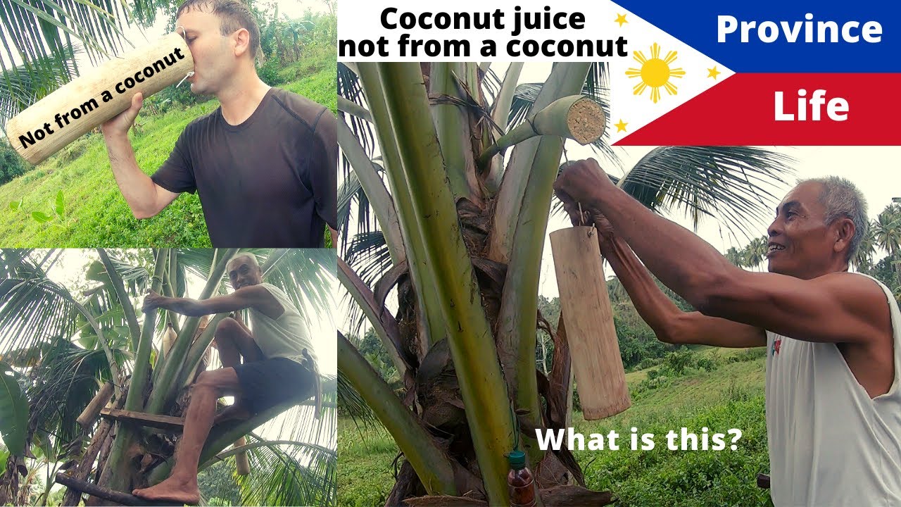 Province Life - 60 year old man climbs coconut trees everyday