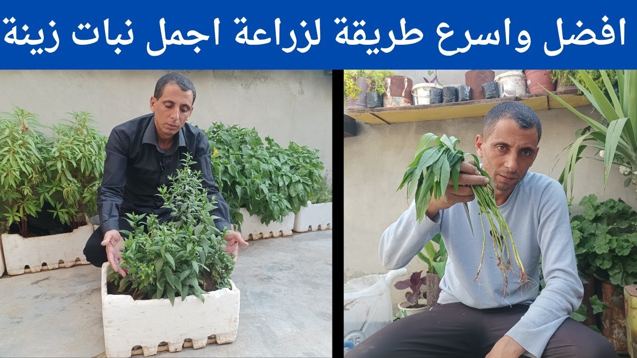 طريقة زراعة اجمل نبات منزلي معمر نبات عش العصفور 