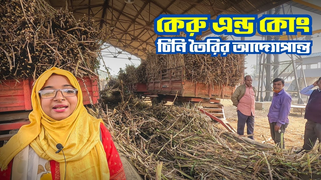 কেরু এন্ড কোং : আখ থেকে চিনি উৎপাদনের মহা কর্মযজ্ঞ | Carew & Co | Sugar Mill | Darsana