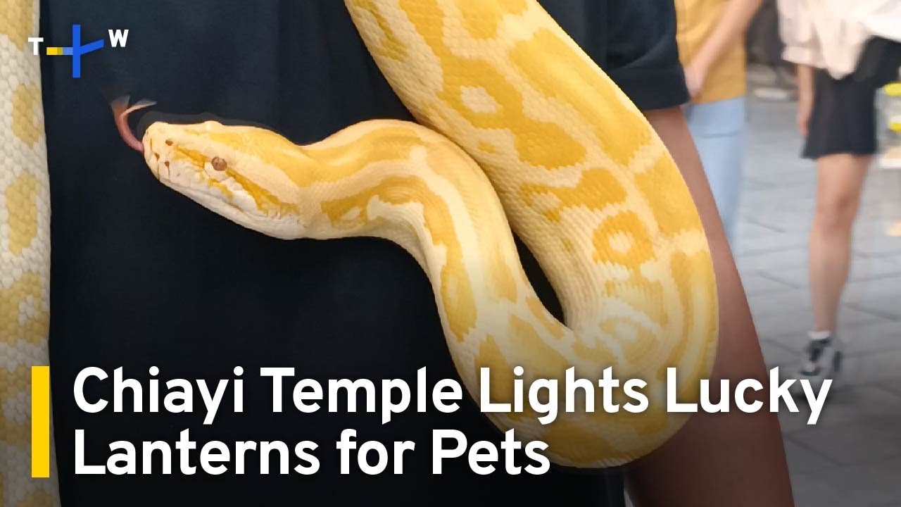 Chiayi Temple Lights Lucky Lanterns for Pets | TaiwanPlus News