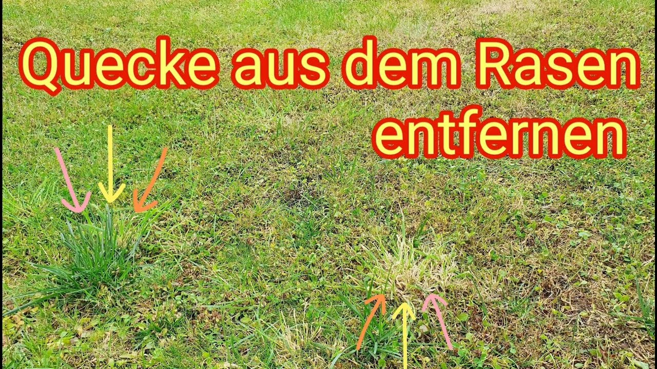 Quecke im Rasen bekämpfen & dauerhaft und nachhaltig entfernen